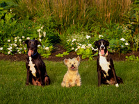 Cruz, Charlie, Cyrus-2