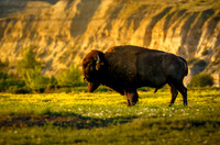 The American Bison