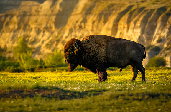 The American Bison
