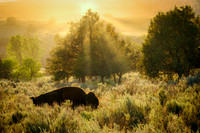 American Bison in Evening Glow