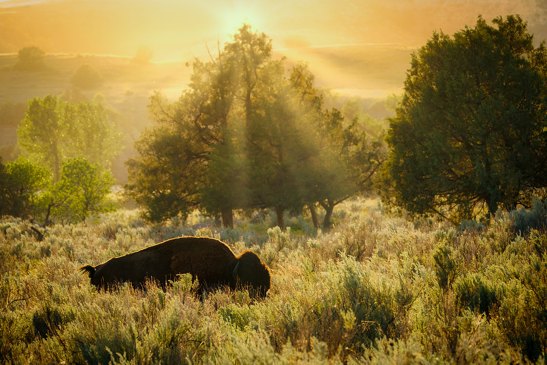 American Bison in Evening Glow