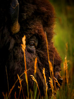 Profile of a Bull Bison