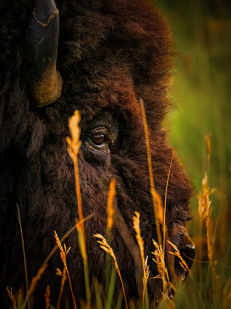 Profile of a Bull Bison