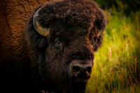 A Bison Glance