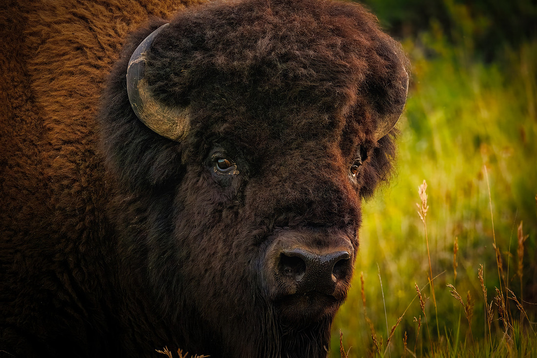 A Bison Glance