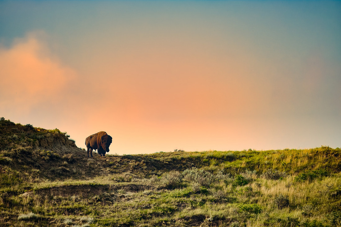 Bison on a Formation