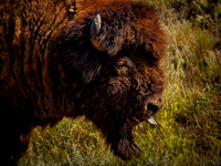 Bison of TRNP