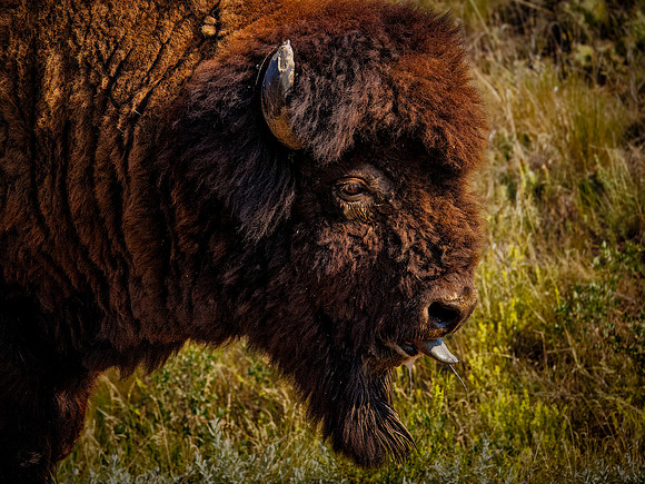 Bison of TRNP