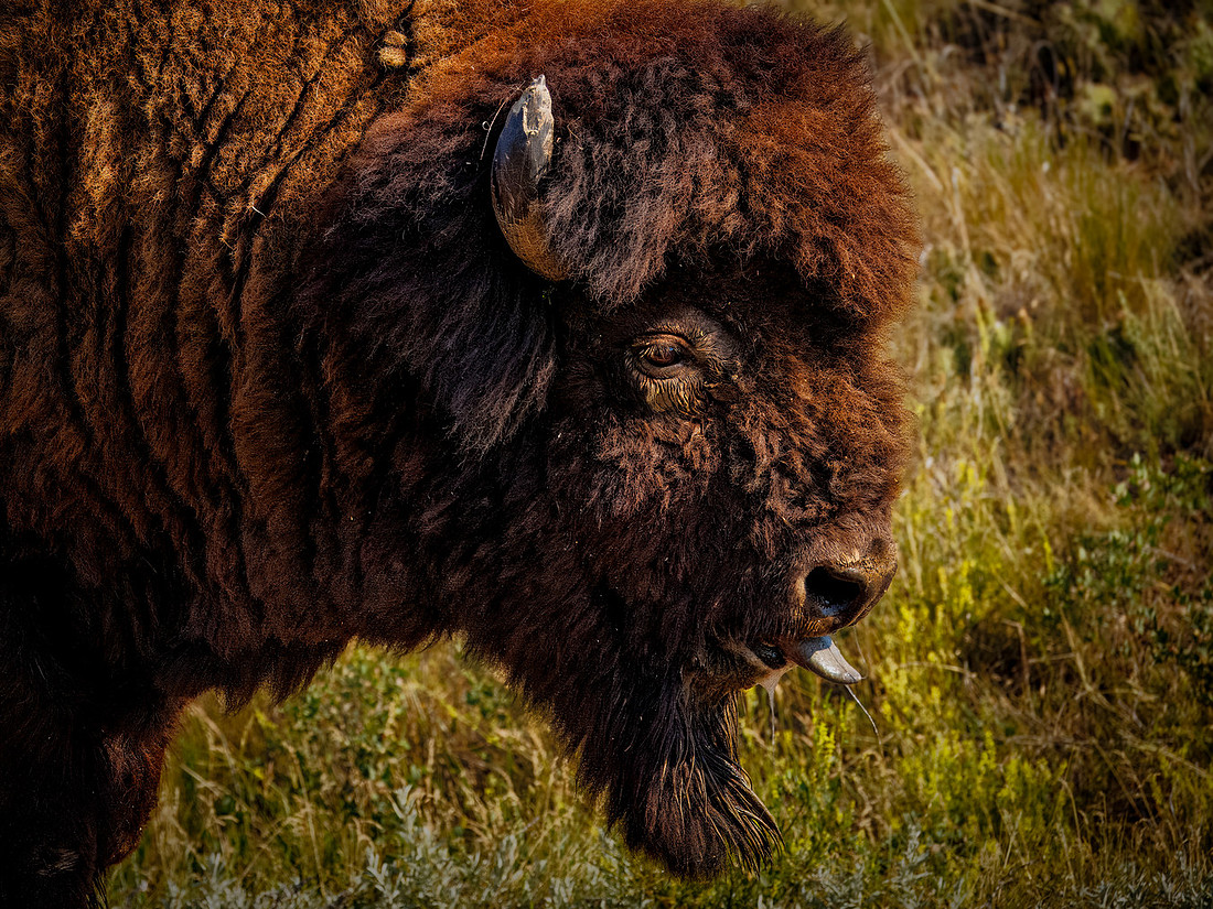 Bison of TRNP