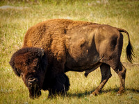 Bison of TRNP