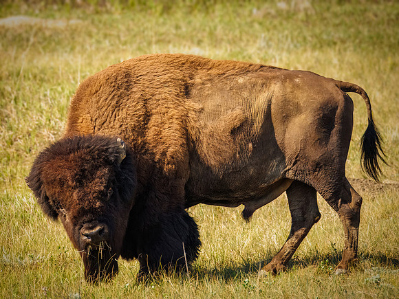 Bison of TRNP