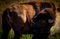 Bison of TRNP