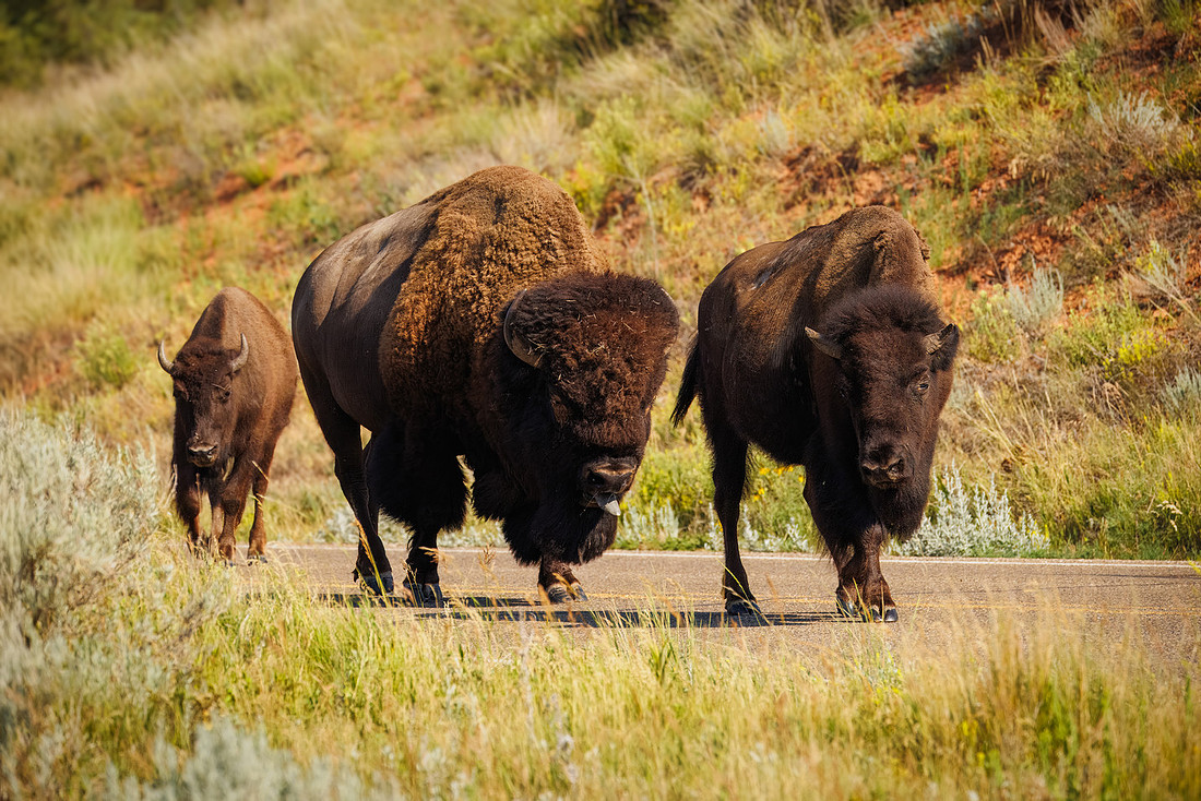 Bison of TRNP