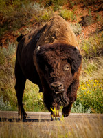 Bison of TRNP