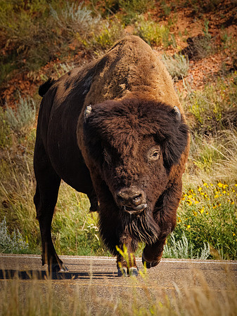 Bison of TRNP