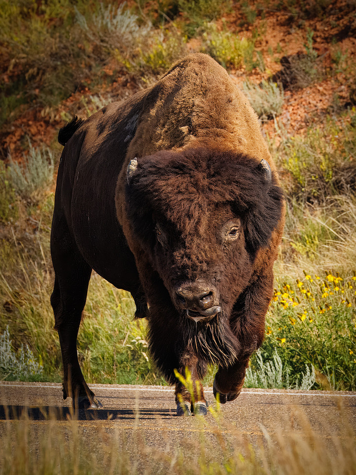 Bison of TRNP