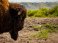 Bison of TRNP