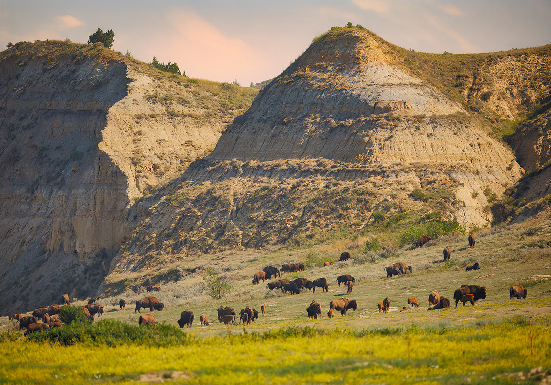 Bison of TRNP