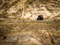 Bison of TRNP