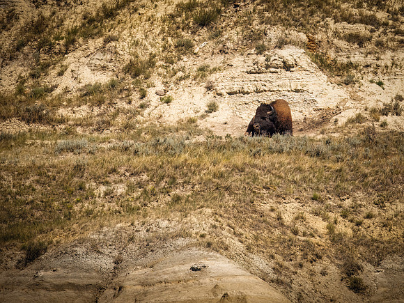 Bison of TRNP