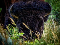 Bison of TRNP