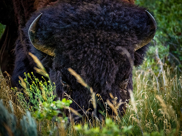 Bison of TRNP