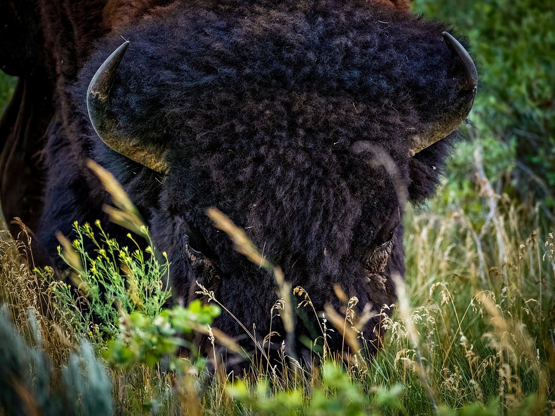 Bison of TRNP