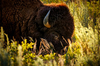 Bison of TRNP