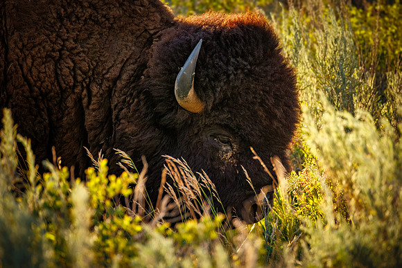 Bison of TRNP