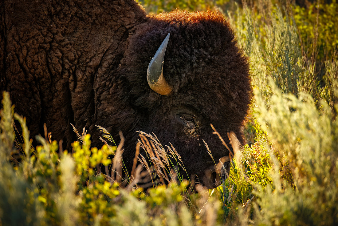 Bison of TRNP