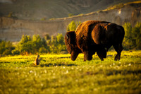 Bison of TRNP