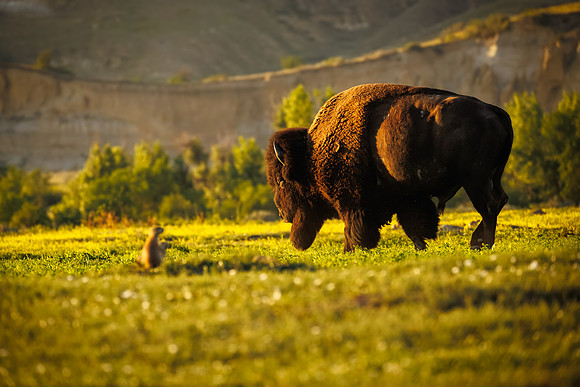 Bison of TRNP