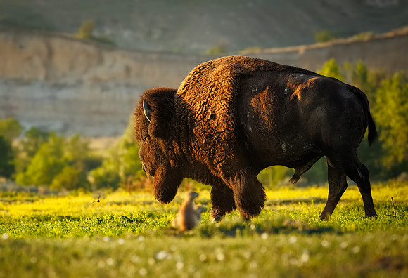 Bison of TRNP