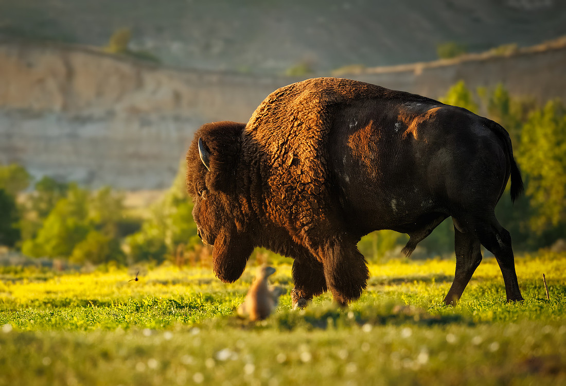 Bison of TRNP