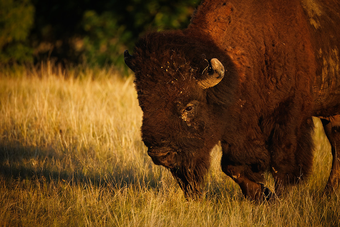 Bison of TRNP