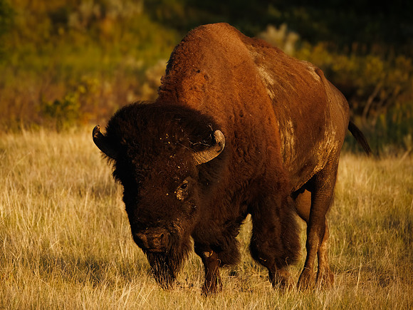 Bison of TRNP
