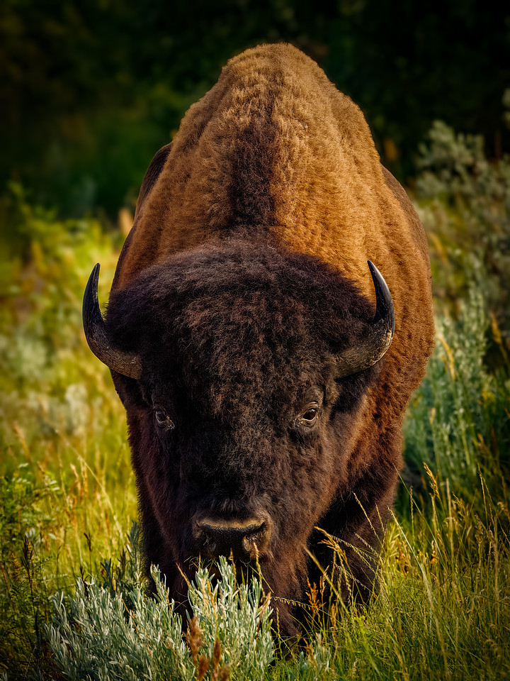 Bison of TRNP