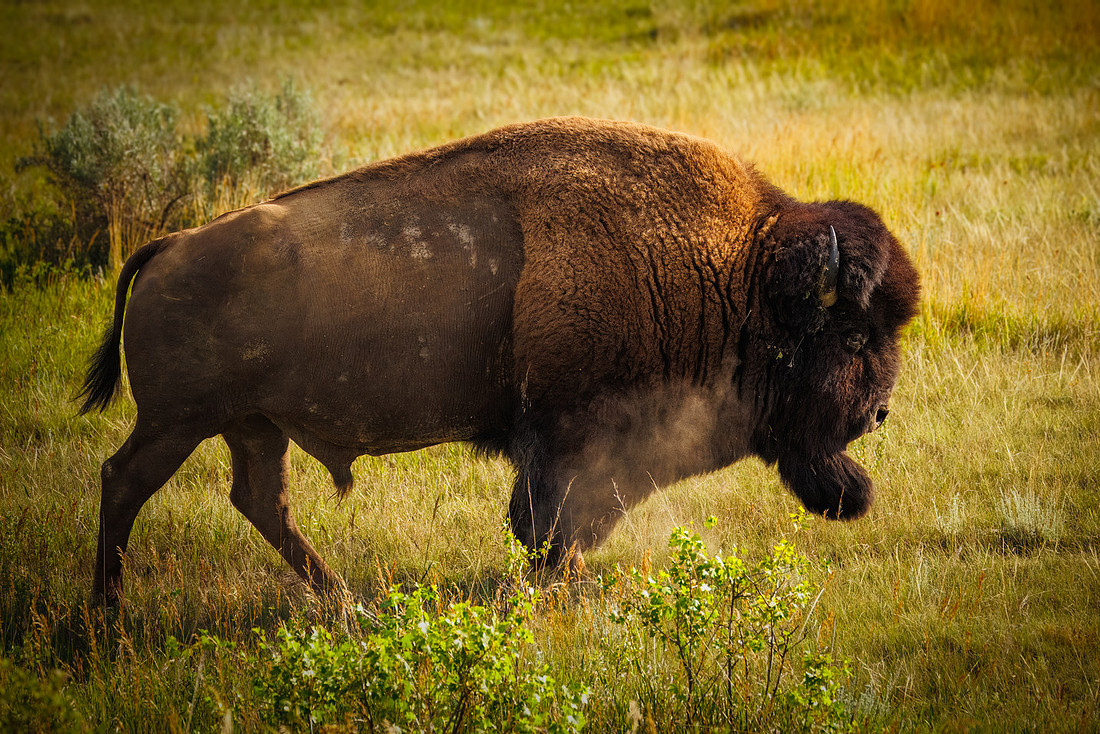 Bison of TRNP