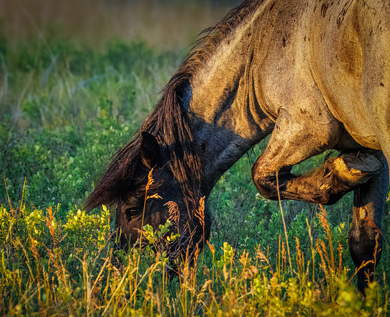 Wild Horses of Theodore Roosevelt National Park
