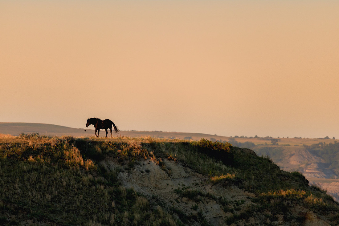 Wild Horses of Theodore Roosevelt National Park
