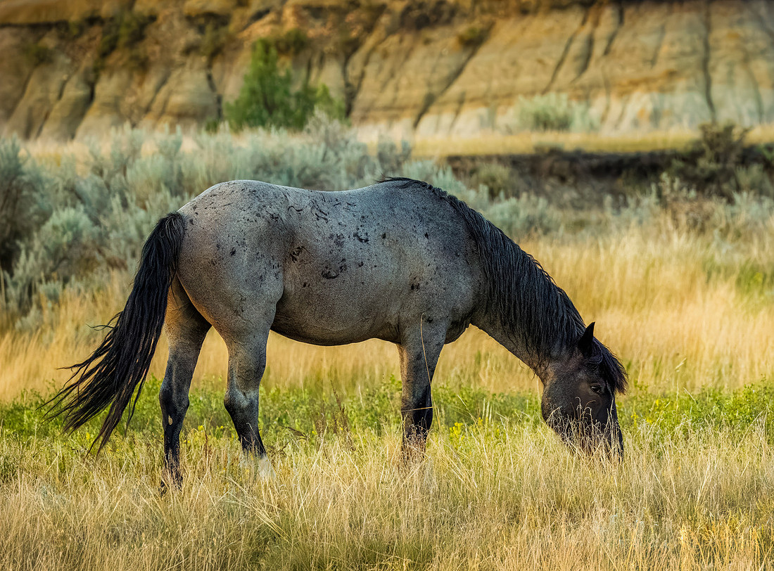 Wild Horses of Theodore Roosevelt National Park