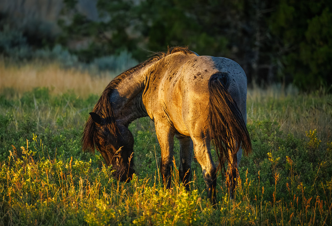 Wild Horses of Theodore Roosevelt National Park