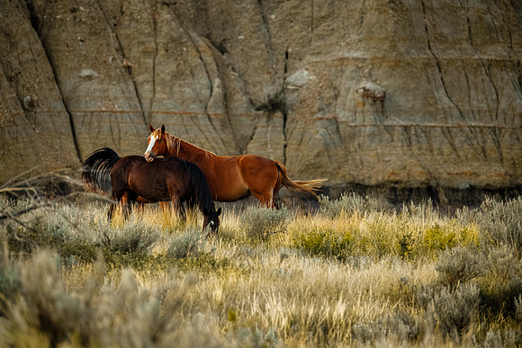 Wild Horses of Theodore Roosevelt National Park