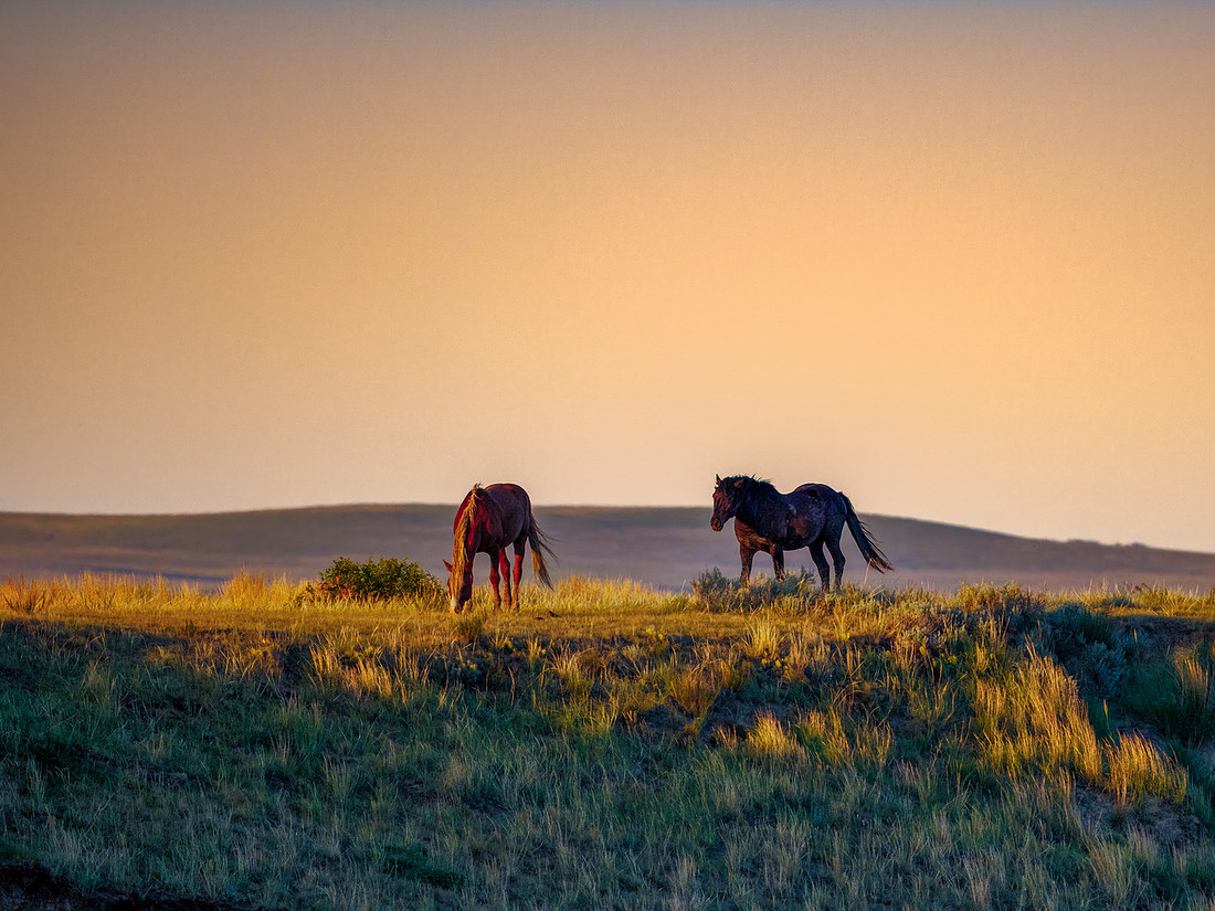 Wild Horses of Theodore Roosevelt National Park