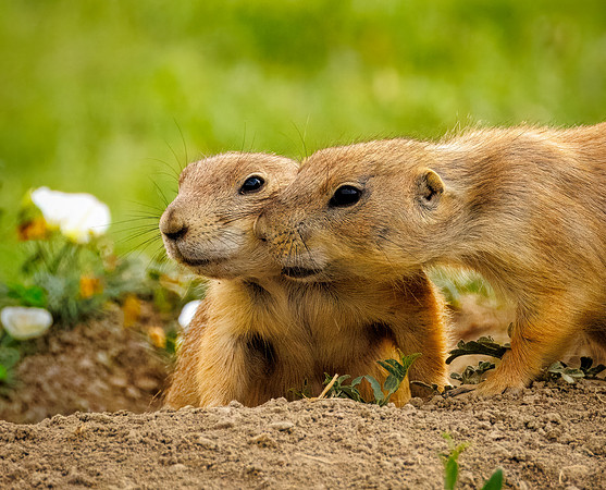 Cuteness Overload of Prairie Dogs