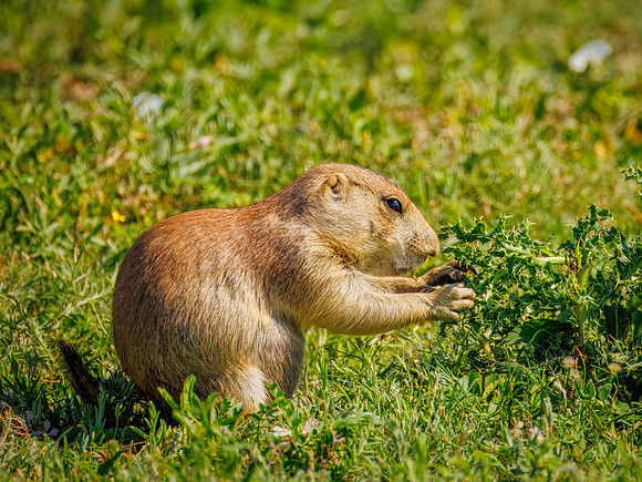 Cuteness Overload of Prairie Dogs