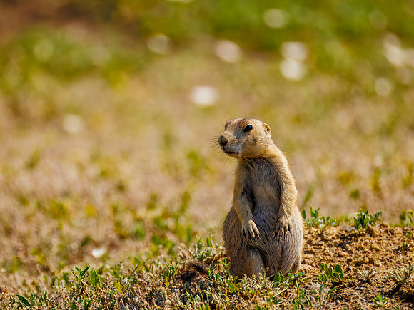 Cuteness Overload of Prairie Dogs