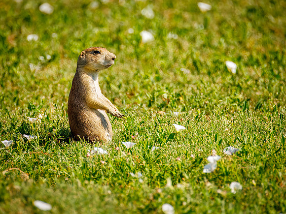 Cuteness Overload of Prairie Dogs