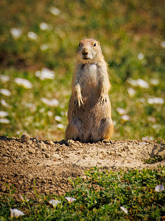 Cuteness Overload of Prairie Dogs