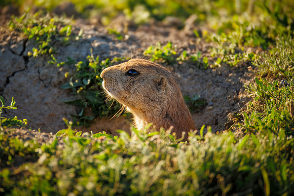 Cuteness Overload of Prairie Dogs